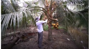 Vườn dừa xiêm lùn thu lợi một tỷ mỗi năm ở Sài Gòn
