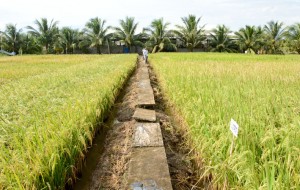 Hướng dẫn sử dụng nước tiết kiệm và chăm sóc lúa Đông Xuân bị khô hạn
