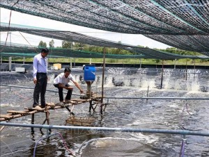 Mô hình nuôi tôm siêu thâm canh gắn với bảo vệ môi trường tại xã Hòa Tân,  thành phố Cà Mau, tỉnh Cà Mau. Ảnh: Kim Há/TTXVN